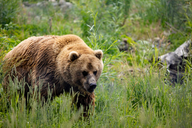 bear spray: safety from wildlife