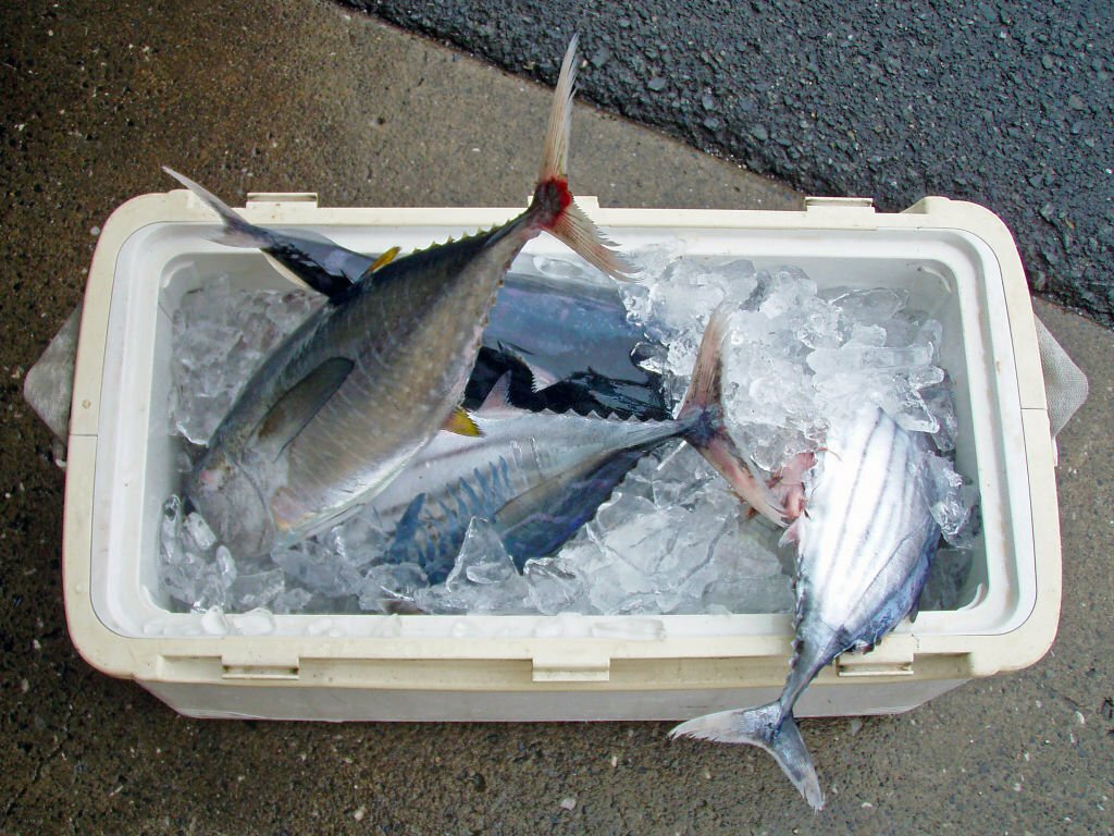 cooler for fishing