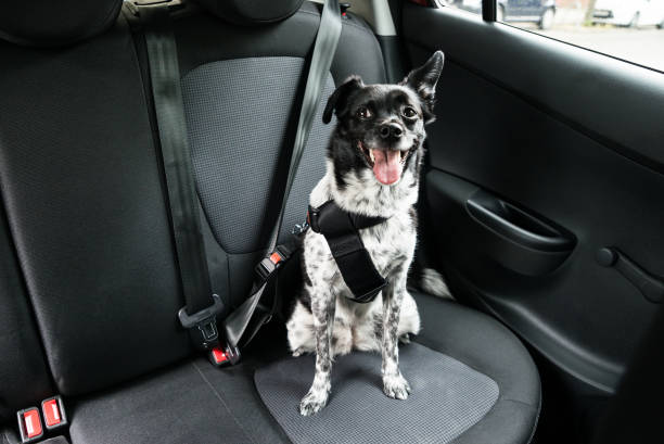 dog seat protector and pet belt