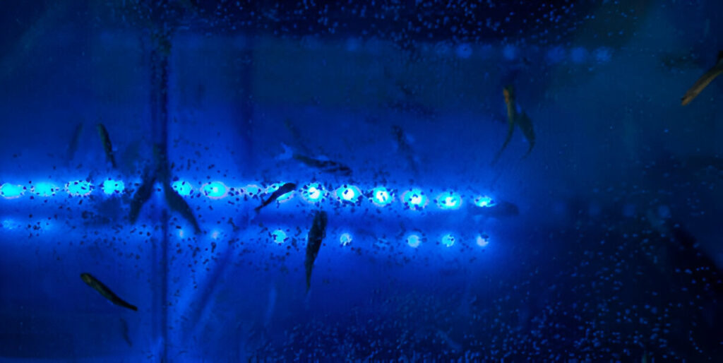 underwater led lights